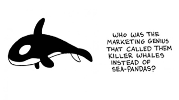 Killer Whale Clipart